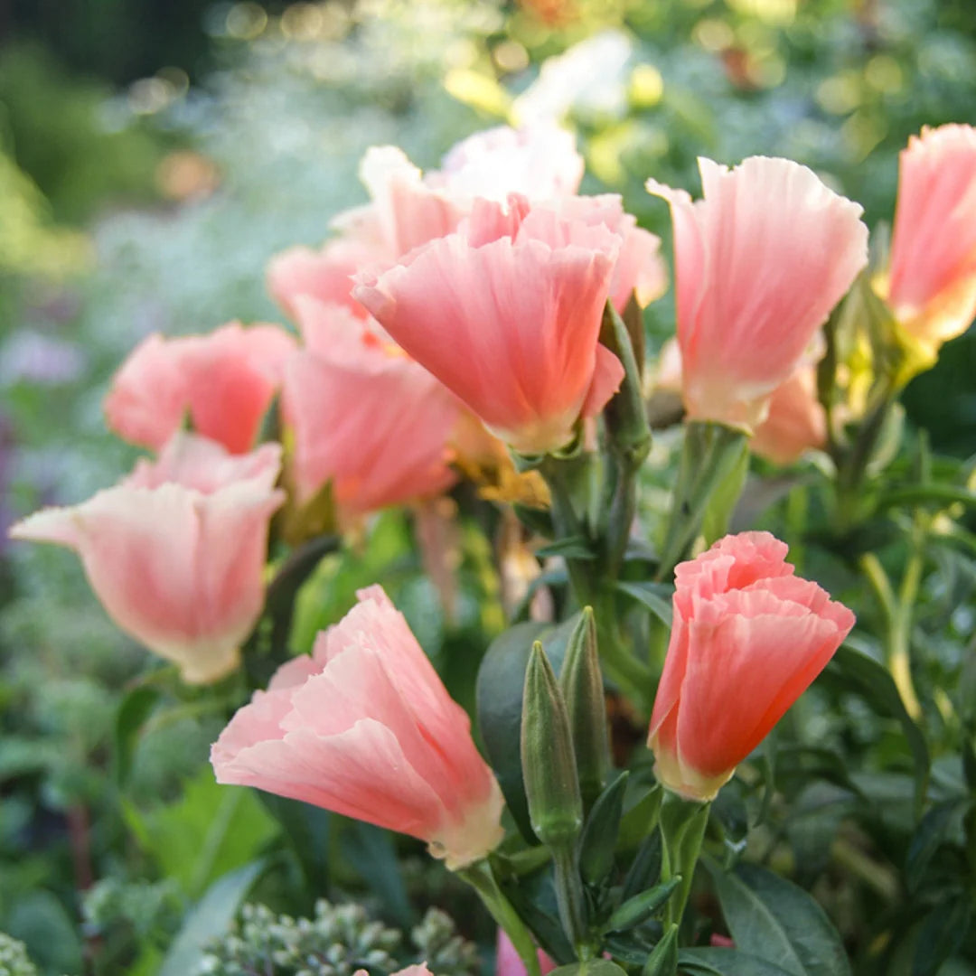 Godetia- Azalea Orange Glory