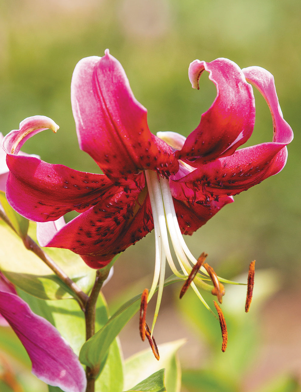 Oriental Lily- Miss Feya