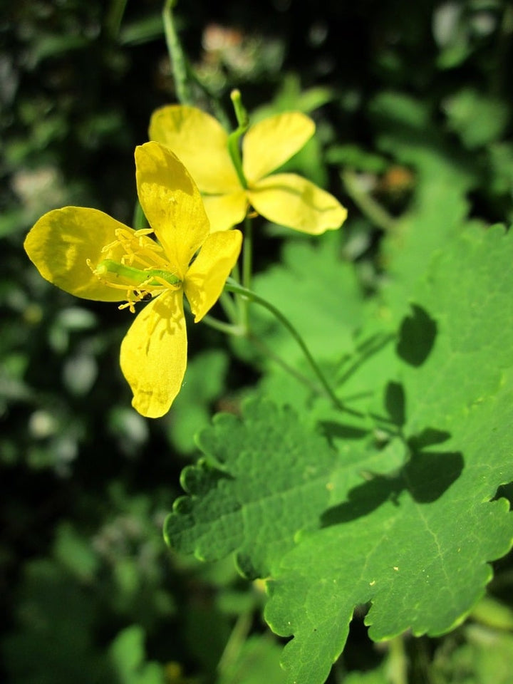 Heirloom Non-GMO Yellow Tetterwort Flower Seeds for Bright Garden Borders and Seasonal Planting