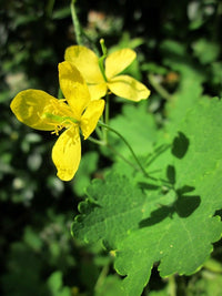 Heirloom Non-GMO Yellow Tetterwort Flower Seeds for Bright Garden Borders and Seasonal Planting
