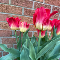 Match Tulip Seeds