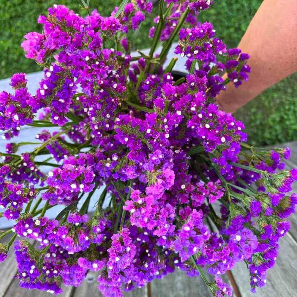 Seeker Purple – Statice Seed