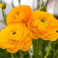 Ranunculus- Primo Giallo Yellow (Corm)