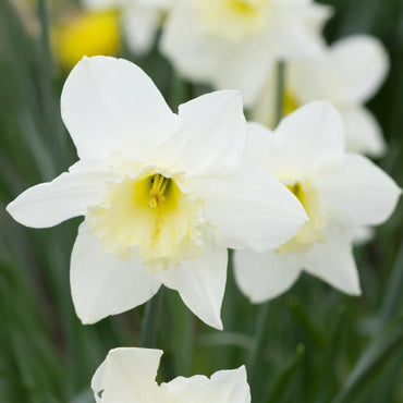 Daffodil- Silver Standard
