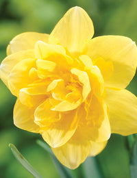 Double Daffodil- Safina