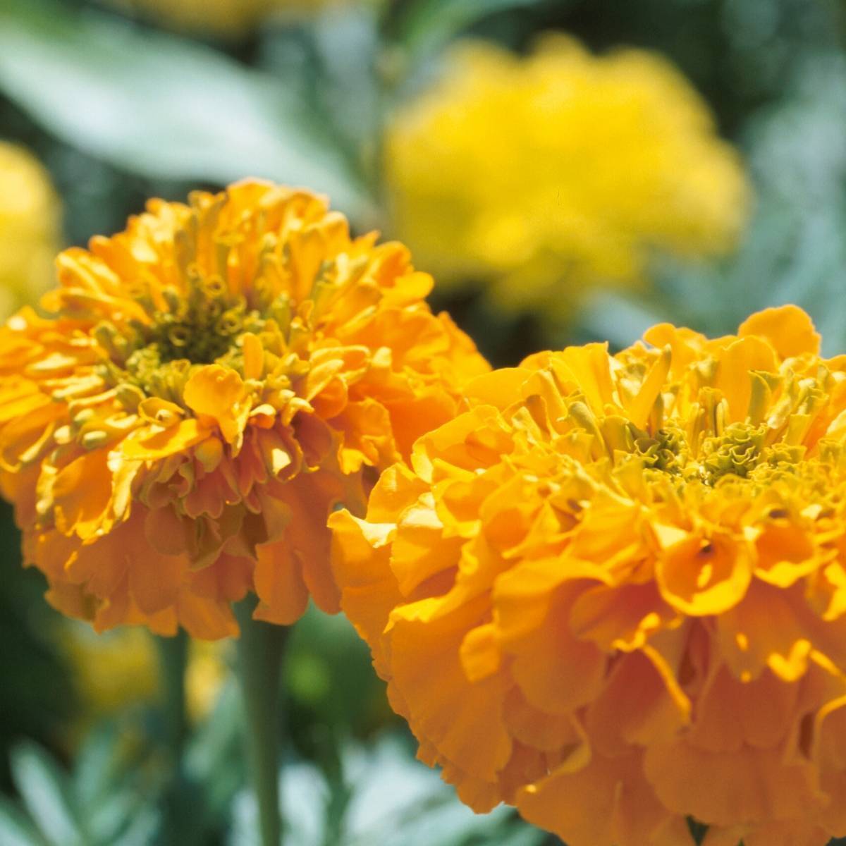 Marigold, African- Calando Mix