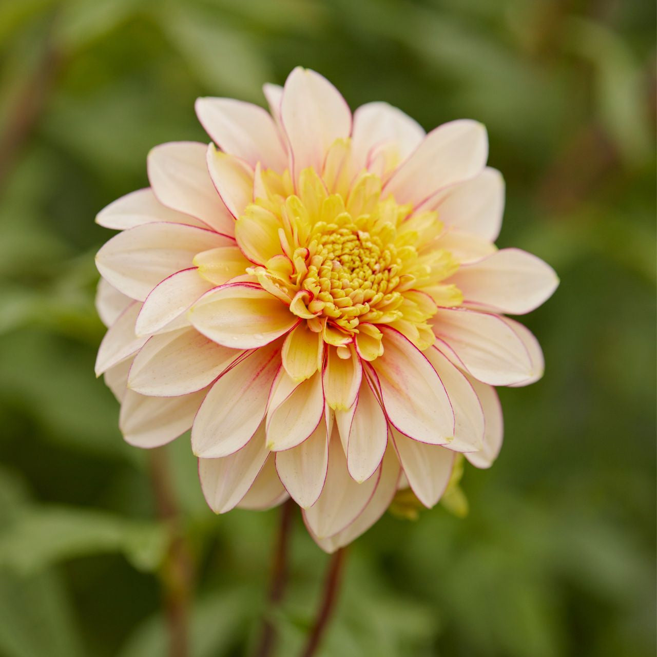 Polka Dahlia