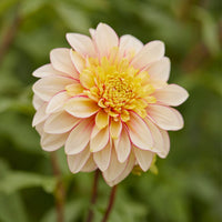 Polka Dahlia
