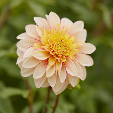 Polka Dahlia