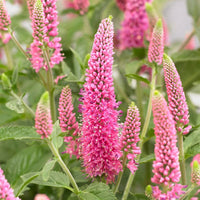 Heirloom Pink Veronica Flower Seeds, Non-GMO Spiked Blooms for Pollinator-Friendly Garden Planting