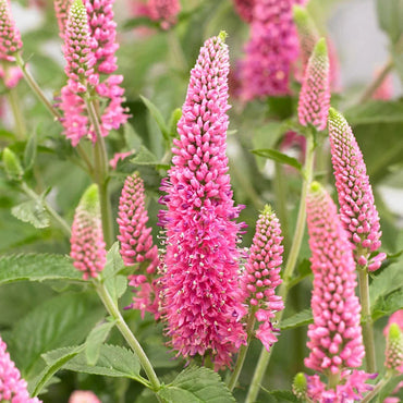 Heirloom Pink Veronica Flower Seeds, Non-GMO Spiked Blooms for Pollinator-Friendly Garden Planting