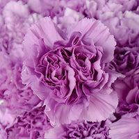 Heirloom Lavender Carnation Flower Seeds, Non-GMO Fragrant Blooms for Planting
