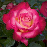 Dick Clark Grandiflora Rose