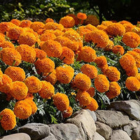 Marigold Orange Dwarf Double Flower Seeds