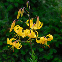 Leichtlinii Lily Seeds