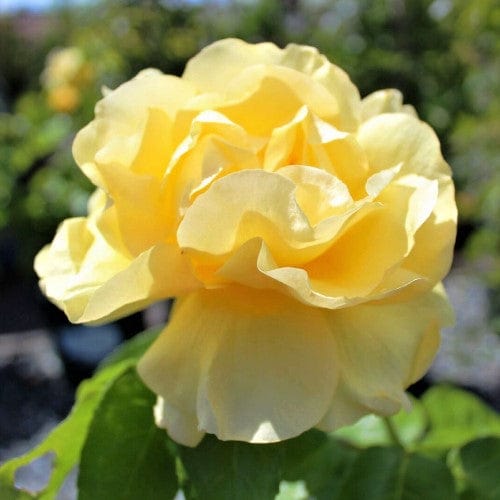 Happy Go Lucky Grandiflora Rose