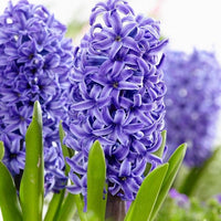 Heirloom Non-GMO Hyacinths Flower Seeds – Fragrant Spring Blooms for Garden Planting