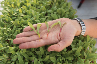 Chard, Bright Lights – Microgreen Seed