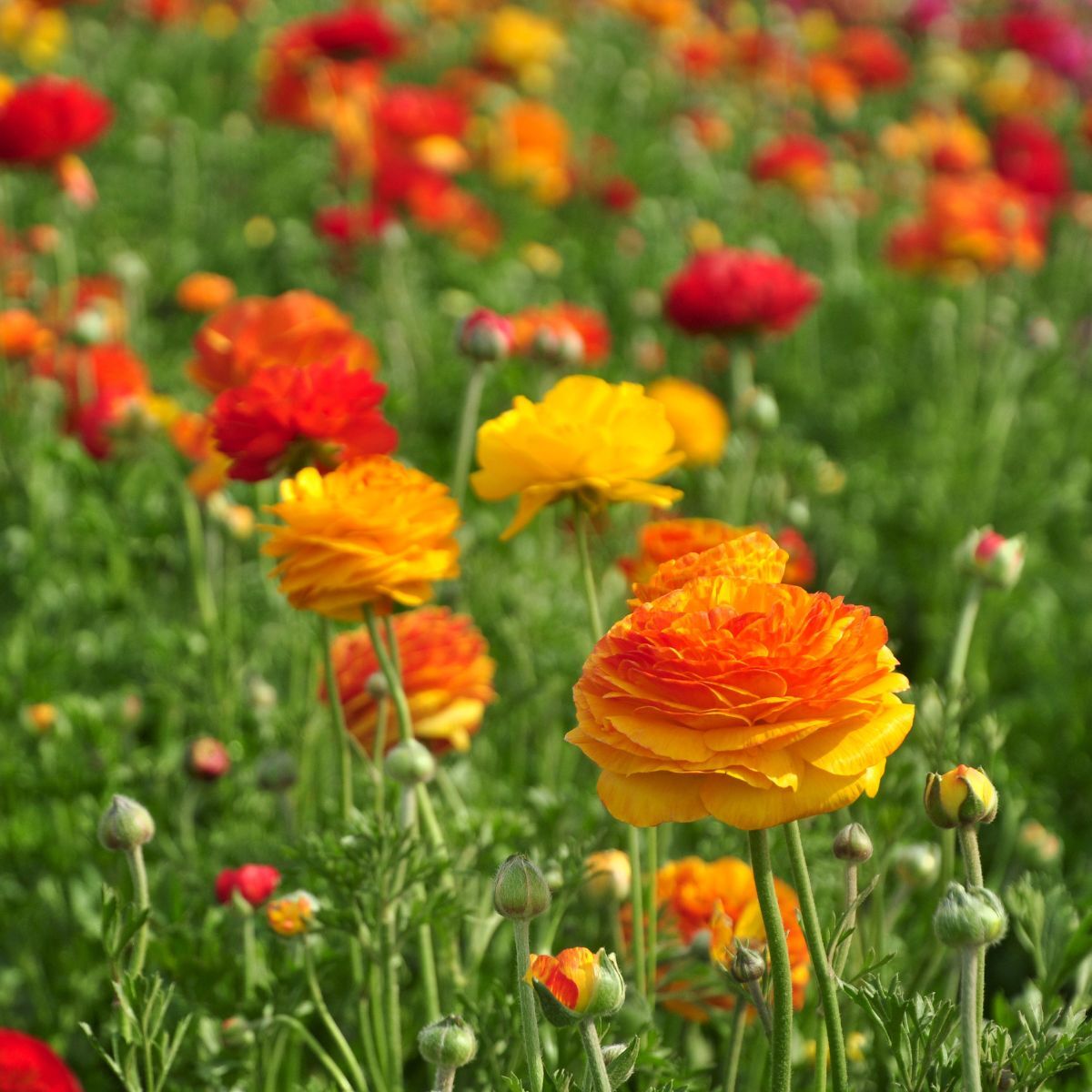 Ranunculus- Florentine Mix (Corm)