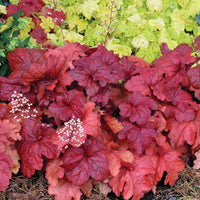 Red Coral Heuchera Flower Seeds - Heirloom, NON-GMO Seeds for Planting - Perennial Shade Garden Blooms