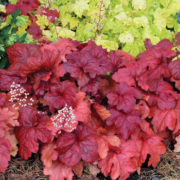 Red Coral Heuchera Flower Seeds - Heirloom, NON-GMO Seeds for Planting - Perennial Shade Garden Blooms