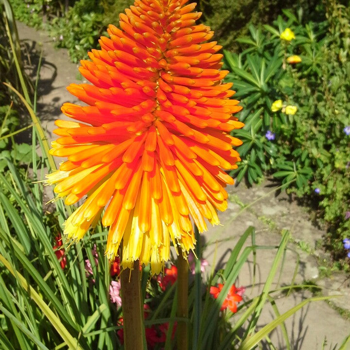 Rooperi Red Hot Poker