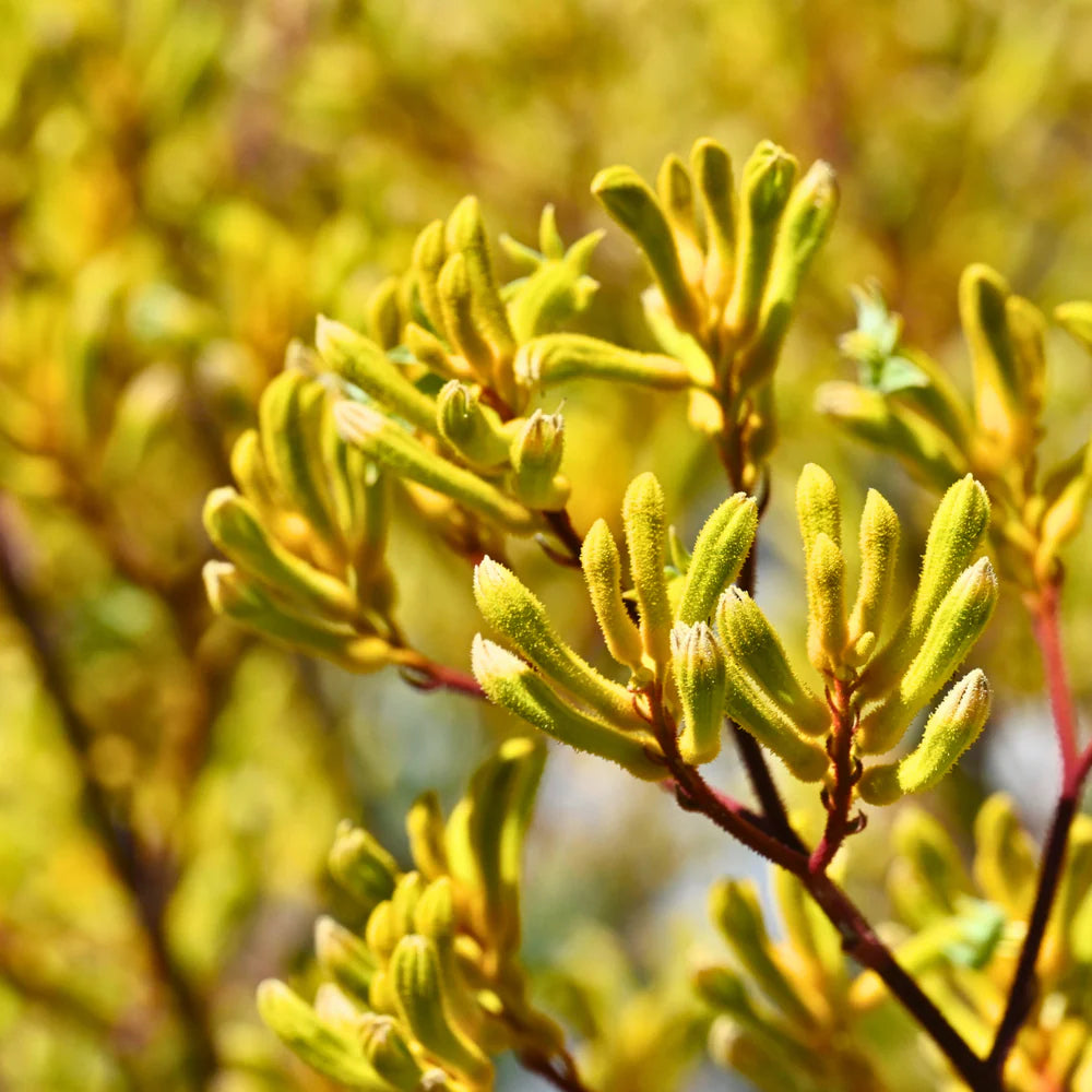Kangaroo Paw- Green/Yellow