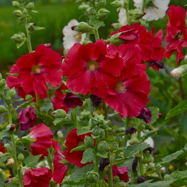 Hollyhock Red Flower Seeds for Planting – Organic, Heirloom, Non-GMO Seeds