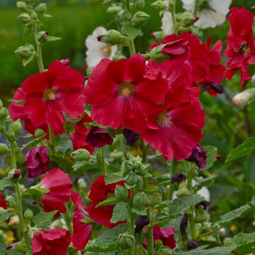 Hollyhock Red Flower Seeds for Planting – Organic, Heirloom, Non-GMO Seeds