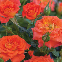 Orange Miniature Rose Heirloom Non-GMO Seeds for Planting – Vibrant Color