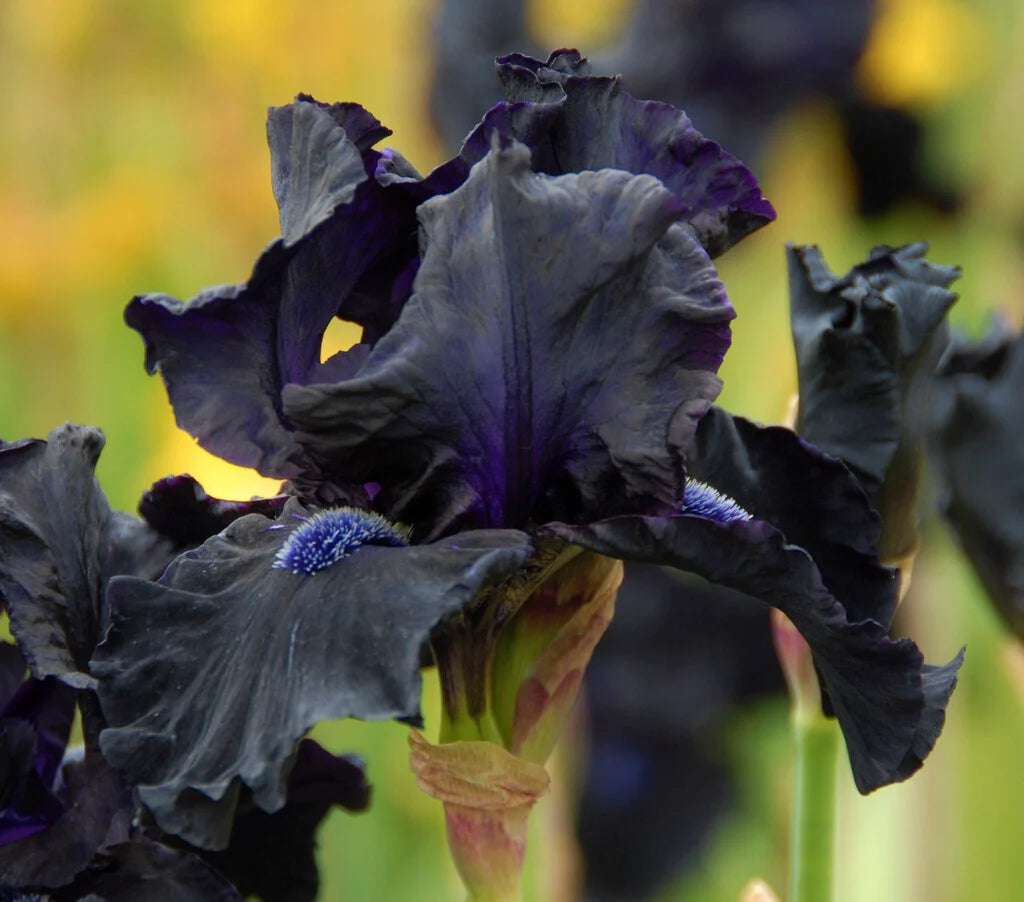 Obsidian Bearded Iris