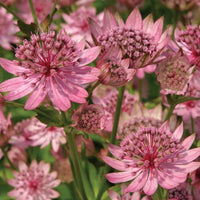 Rosea Astrantia