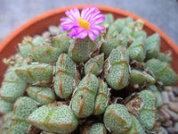 Organic Green Conophytum Ernianum Flower Seeds for Planting – Heirloom, Non-GMO