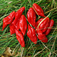 Hot Paper Lantern – Organic Habanero Pepper Seed