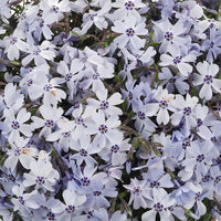 North Hills Carpet Phlox