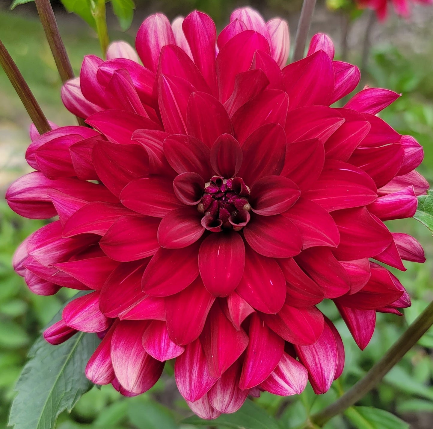 Dahlia- Red Gem (Tuber)