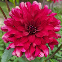 Dahlia- Red Gem (Tuber)