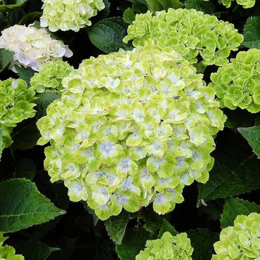 Heirloom Green White Hydrangea Flower Seeds, Non-GMO Unique Blooms for Planting