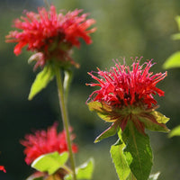 Heirloom Non-GMO Red Monarda Didyma Flower Seeds for Pollinator-Friendly Gardens and Vibrant Planting