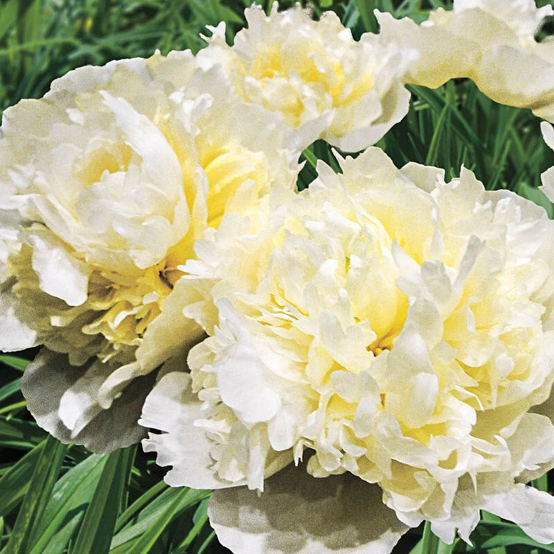 Marie Lemoine Peony