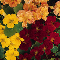 Nasturtium- Whirlybird Mix