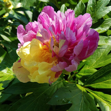 Lemon Dream Itoh Peony