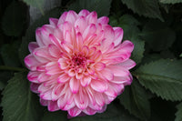Dahlia- Betty (Tuber)