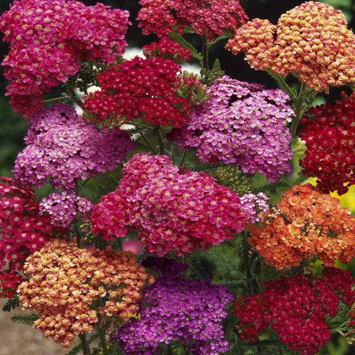 Organic Mixed Achillea Flower Seeds for Planting – Heirloom, Non-GMO