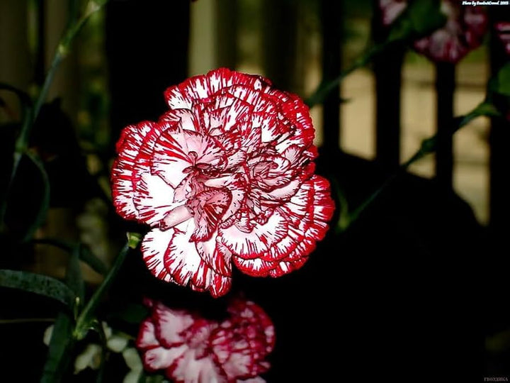 Red White Carnation Flower Seeds – Heirloom, Non-GMO, Classic Beauty for Garden Planting