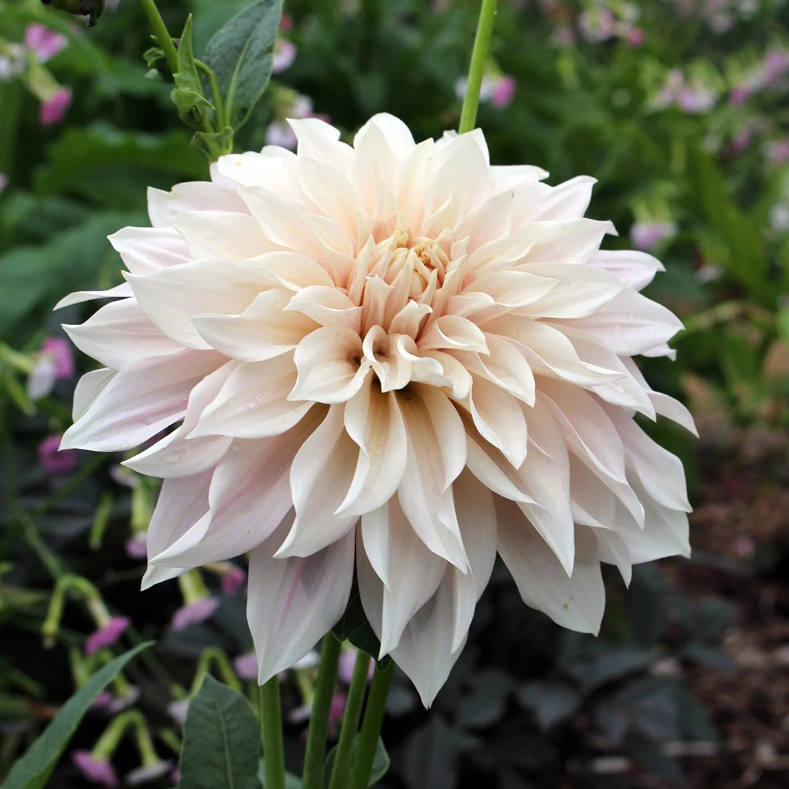 Dahlia- Cafe au Lait (Tuber)