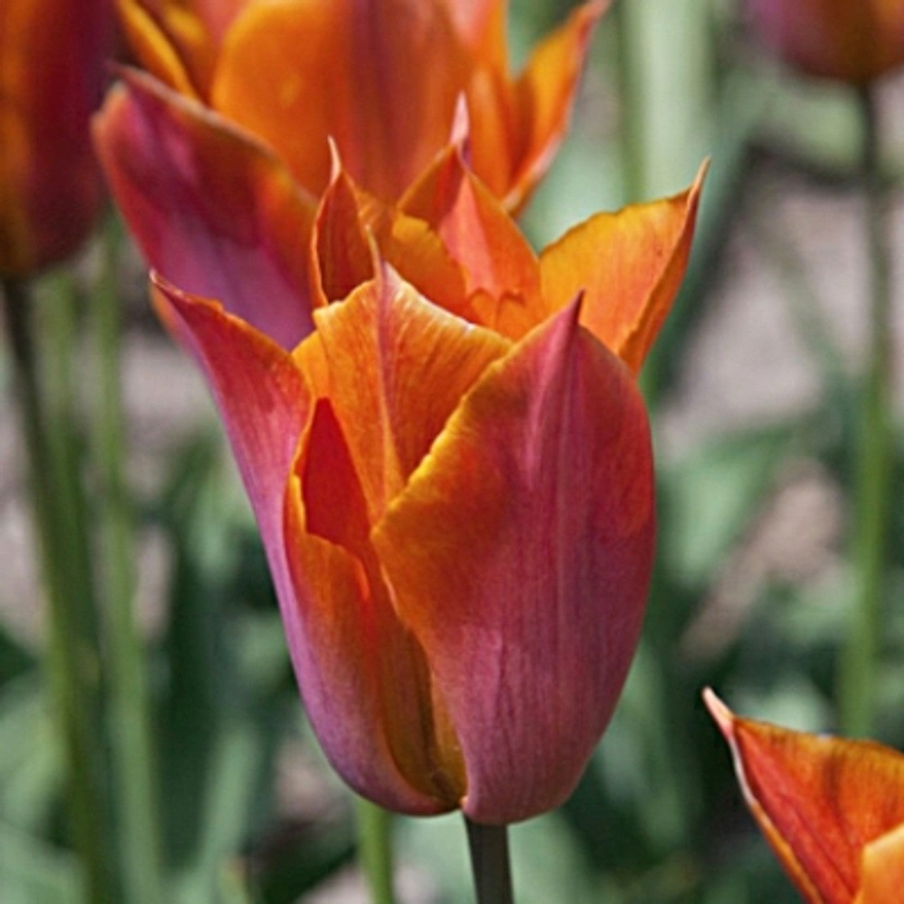 Request Tulip Seeds
