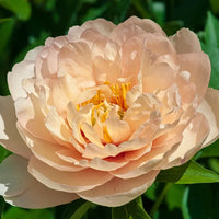 Canary Brilliants Itoh Peony