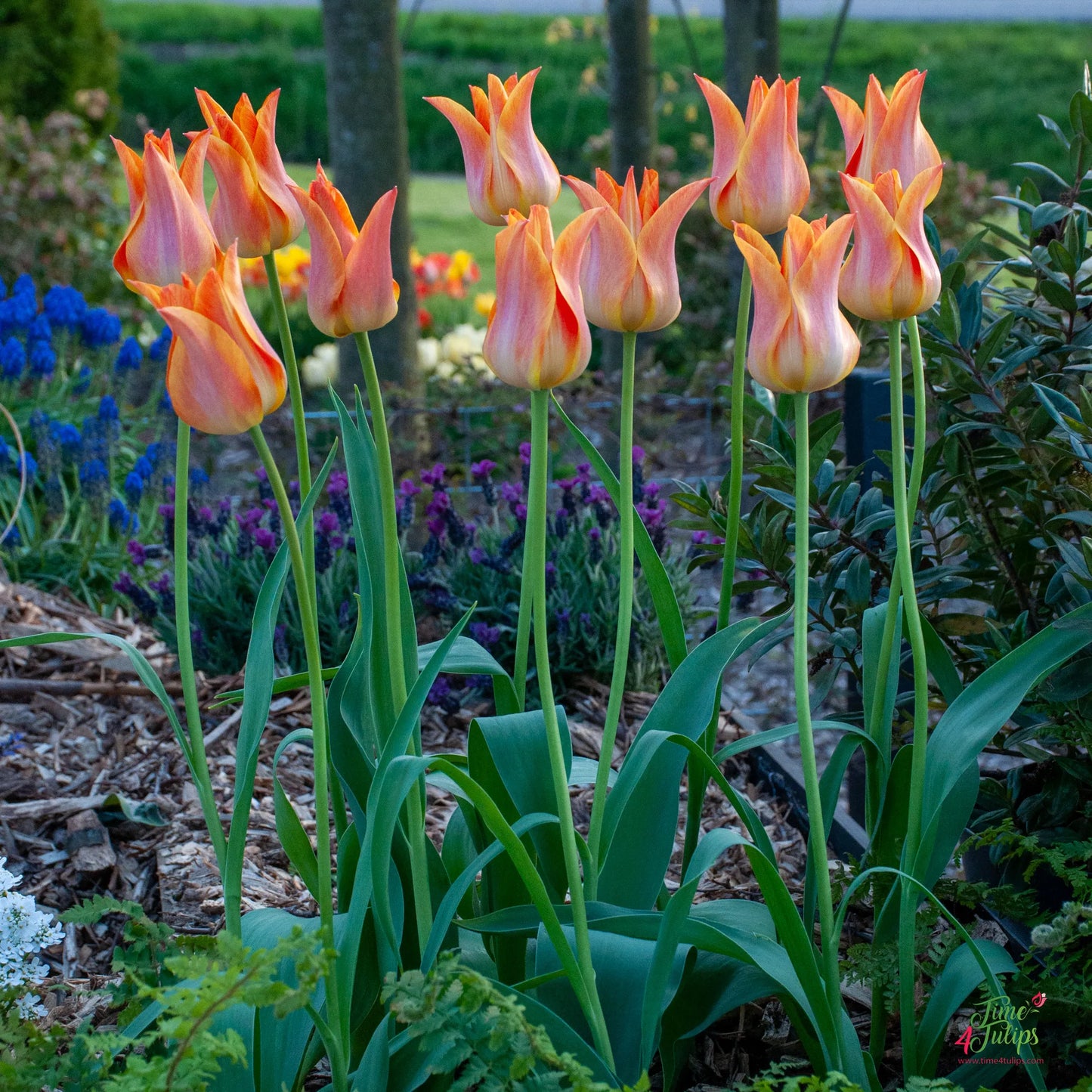 Je t'Aime Tulip Seeds