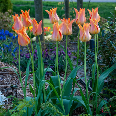 Je t'Aime Tulip Seeds